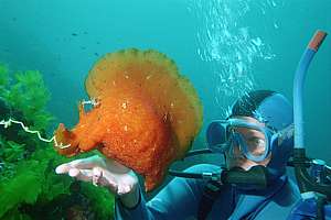 giant sea hare Aplysia sagamiana