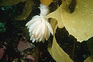 cluster of broad squid eggs