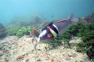 male Sandager's wrasse (Coris sandageri)