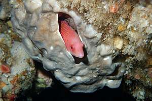 scarlet wrasse (Pseudolabrus miles) sleeping