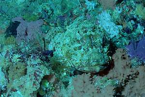 northern scorpionfish (Scorpaena cardinalis)