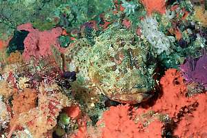 northern scorpionfish (Scorpaena cardinalis)