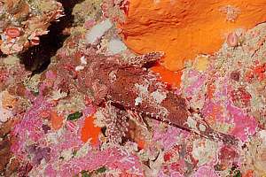 Cook's scorpionfish (Scorpaena cookii)