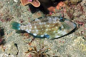 morse code leatherjacket (Thamnaconus analis)