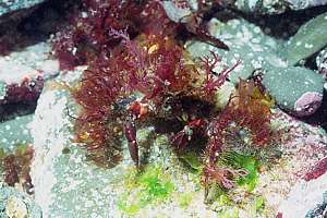 lesser decorator crab (Notomithrax minor)