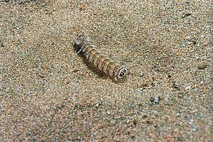 young mantis shrimp (Lysiosquilla spinosa)