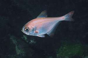 bigeye (Pempheris adspersa)