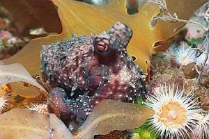 a young reef octopus out at night (Pinnoctopus cordiformis)