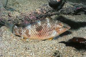 male spotty (Pseudolabrus celidotus) sleeping