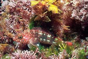 variable triplefin (Fosterygion varium)