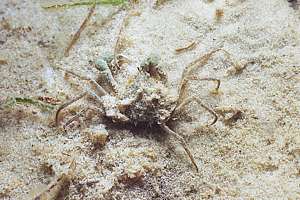 slender pillbox crab (Halicarcinus sp.)