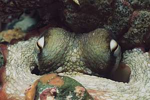 head and eyes of a small octopus