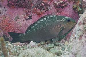 parore (Girella tricuspidata) in pyjamas during daytime nap