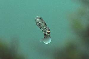 babt broad squid with egg yolk