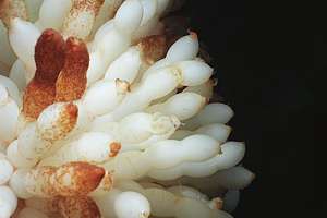 squid egg capsules