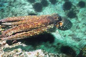 swimming octopus