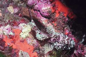 dwarf scorpionfish (Scorpaena papillosus)