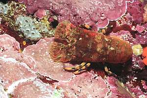 mature killer prawn (Ibaccus alticrenatus)