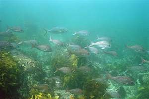 school of mature snapper (Pagrus auratus)