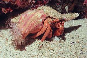 large hermit crab (Dardanus sp.) with anemones