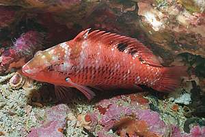 male orange wrasse (Pseudolabrus luculentus) sleeping