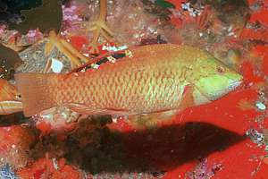 male orange wrasse (Pseudolabrus luculentus)