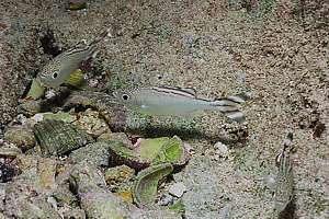 juvenile banded flag-tails (Kuhlia taeniura)