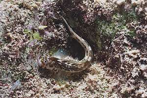 rock skipping blenny (Istiblennius edentulus)