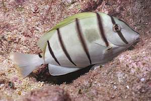 convict surgeonfish (Acanthurus triostegus) sleeping