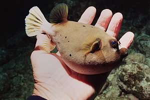 black-spotted pufferfish