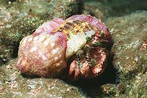 large-eyed hermit crab (Dardanus gemmatus) with anemones