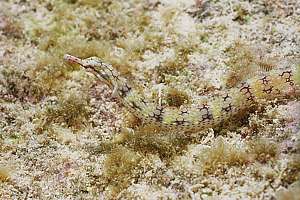 female network pipefish (Corythoichthys flavofasciatus)