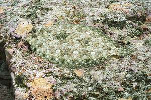 peacock flounder (Bothus mancus)