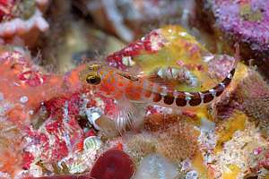 blue-dot triplefin (Notoclinops caerulepunctus)