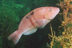 male spotty (Pseudolabrus celidotus) by day