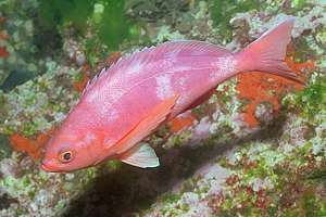 pink maomao (Caprodon longimanus) sleeping