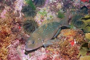 snapper (Sparus auratus) in dark pyjamas