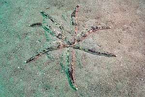 mottled sand star (Luidia varia)