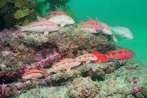 goatfish resting