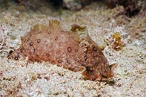 Aplysia dactylomela sea hare