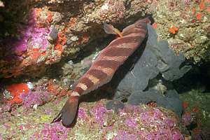 red moki (Cheilodactylus spectabilis) sleeping