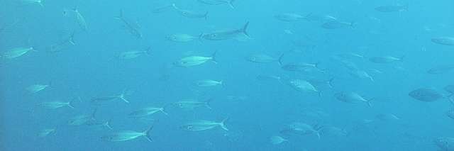 silver trevally (Pseudocaranx dentex) and kahawai (Arripis trutta)