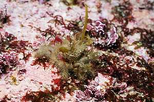 lesser decorator crab (Notomithrax minor)