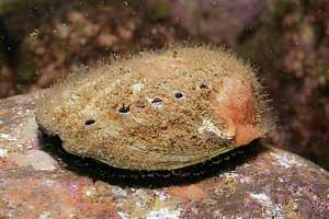 yellowfoot paua (Haliotis australis)