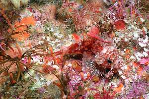 baby dwarf scorpionfish (Scorpaena papillosus)