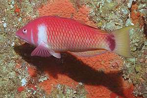 scarlet wrasse (Pseudolabrus miles)