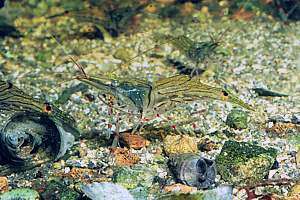 common shrimps (Palaemon affinis)