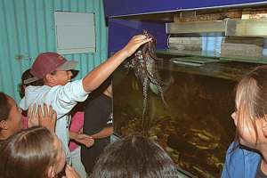 the octopus crawls out of its tank to shake hands