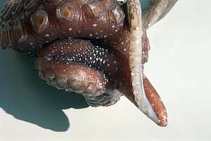 mating arms of two octopus species