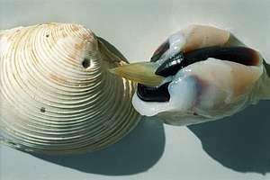 octopus beak, radula and shell showing holes